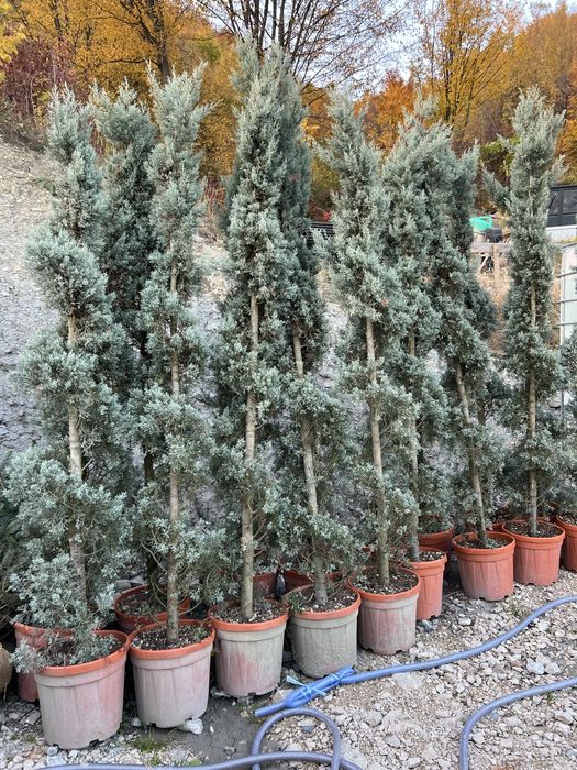 Plante ornametale naturale tuia