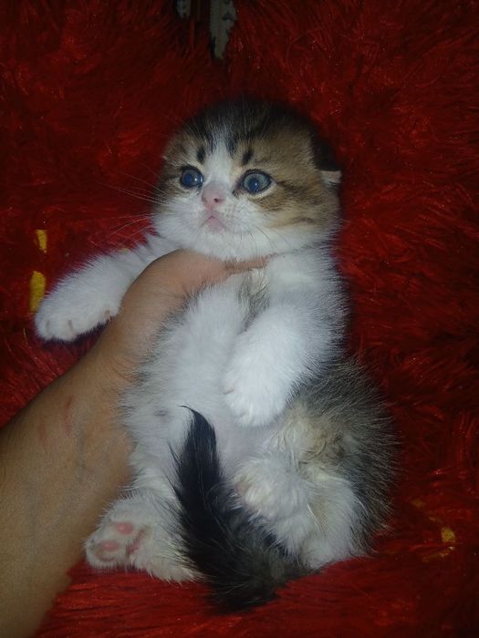 Шотландская вислоухая скоттиш фолд мальчик