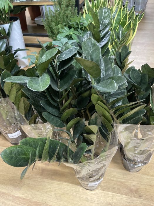 Долларовые деревья