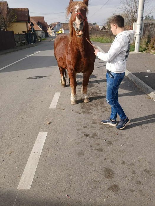 Vind iapa cu acte de Franța