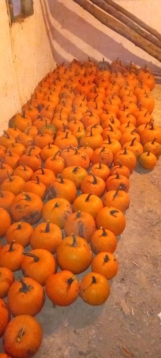 Dovleci Halloween