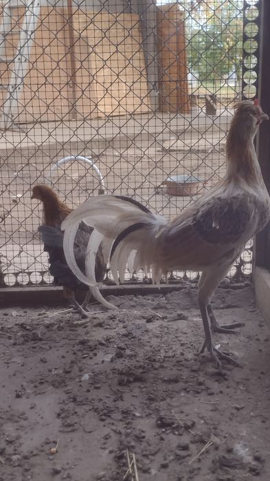 Cocoși,găini , porumbei,fazani.