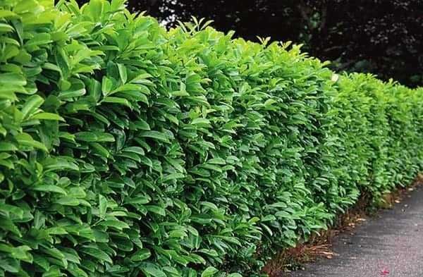 Лавровишна (Prunus laurocerasus)-30-40см