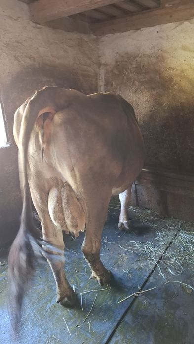 Vacă de vânzare!