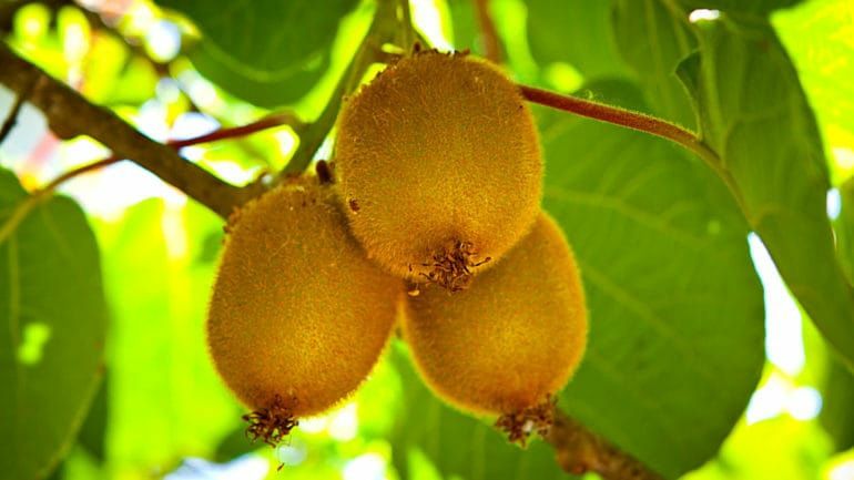 Kiwi Autofertil ( Toate soiurile)