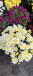 Crizanteme aster flori