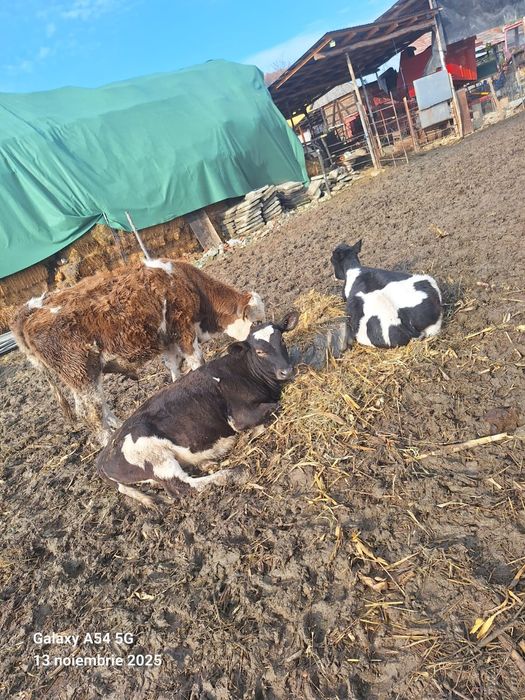 Vând vitei si vitele