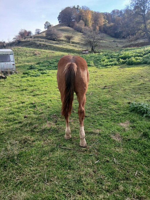 Manz de vanzare 1,5 ani