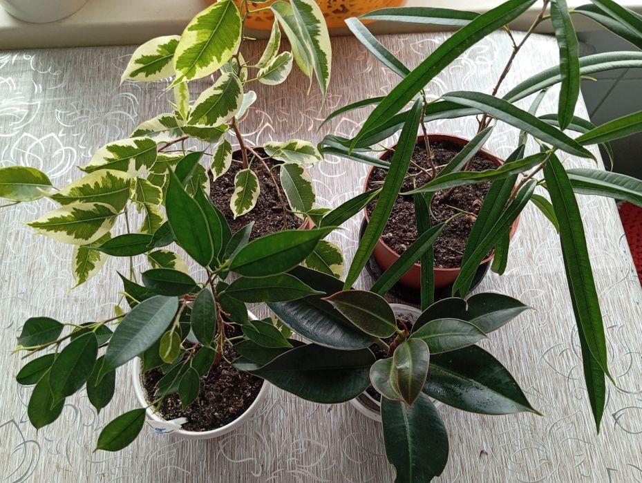 Продам фикусы разных сортов