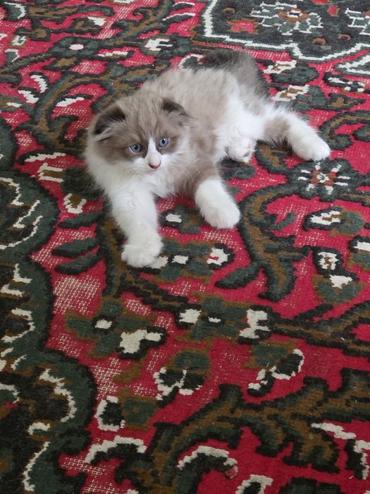 Очаровательные котята — домашние, ласковые и очень игривые.