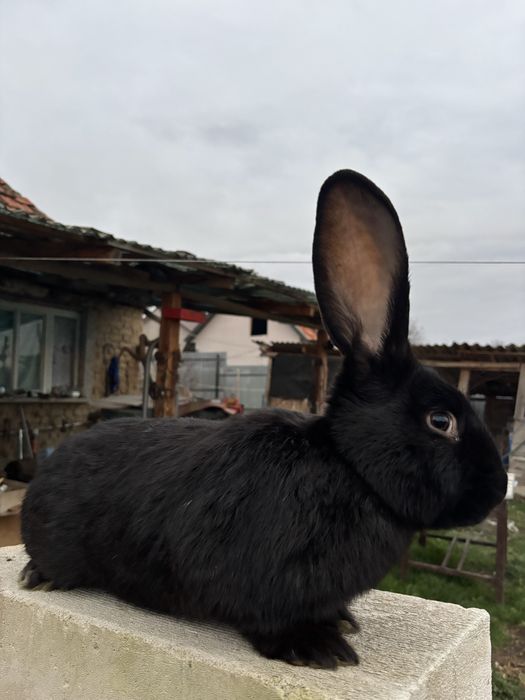 De vanzare iepuri UG