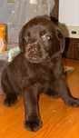 Femela labrador ciocolatiu