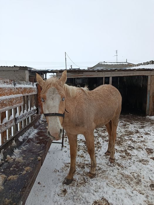 Жылқылар сатылады! Продам лошадей!