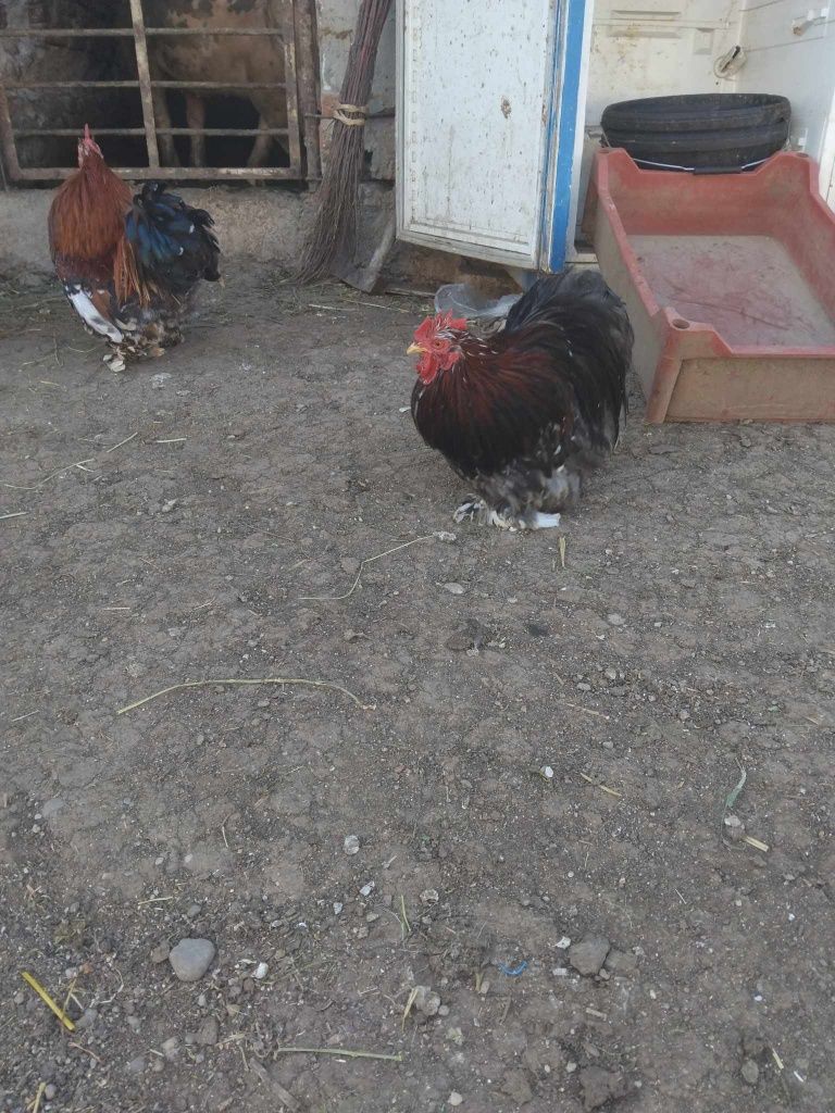 Cocoși conchin pitic de anul trecut