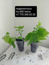 Продаются отростки комнатных растений