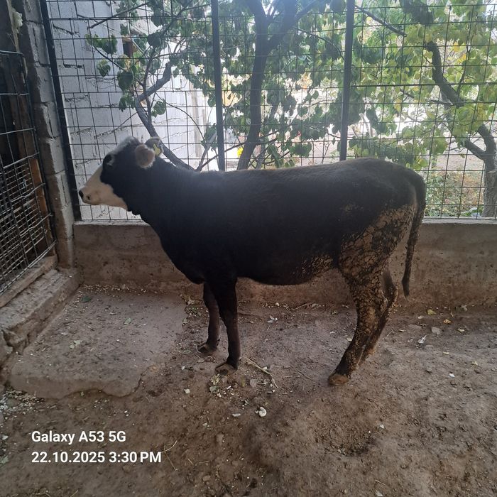 Продам телку домашняя