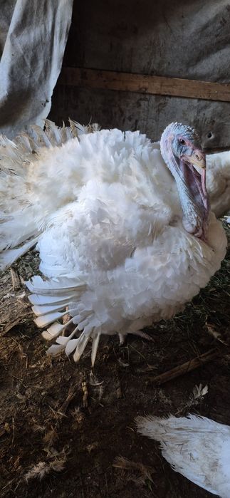 De vânzare: Curcani Albi de Carne – sănătoși și bine îngrijiți!