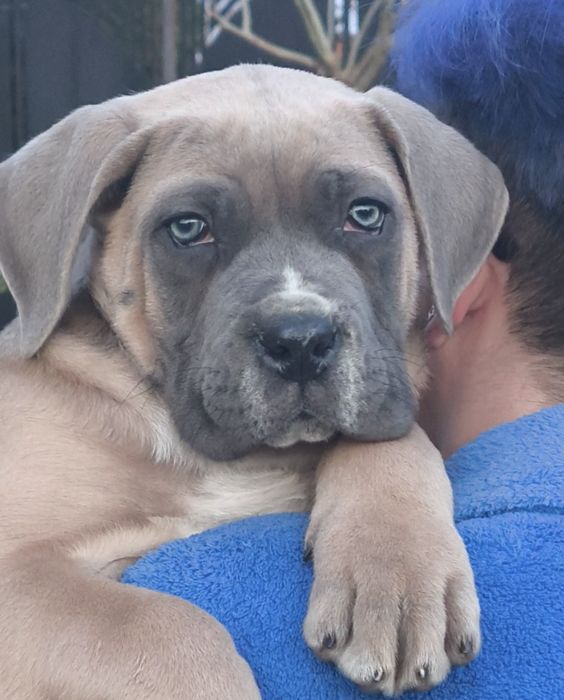 Mascul Cane Corso 9 săptămâni,  cu Pedigree+