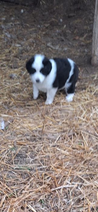 Cățelușa de Bucovina