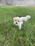 Bichon cu pedigree din canisa