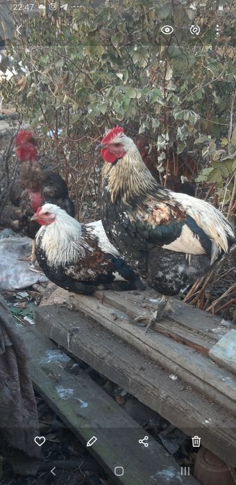 Петушхи Загорские!