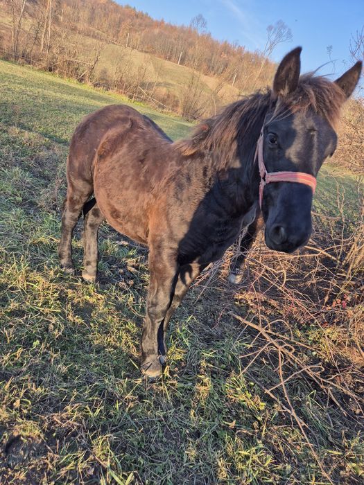 Vând manz de 8 luni