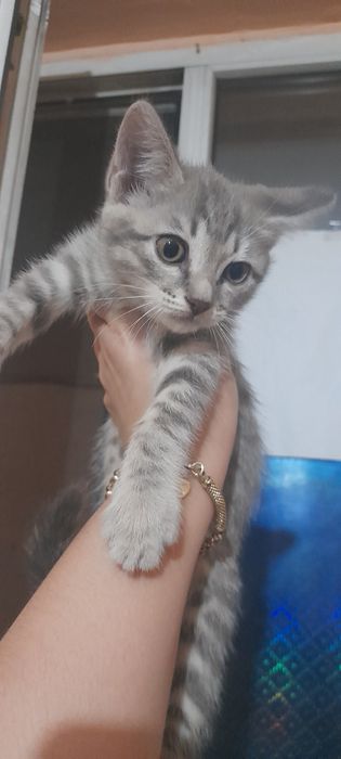 Котята- 10 000(договорная)Мама Британка.