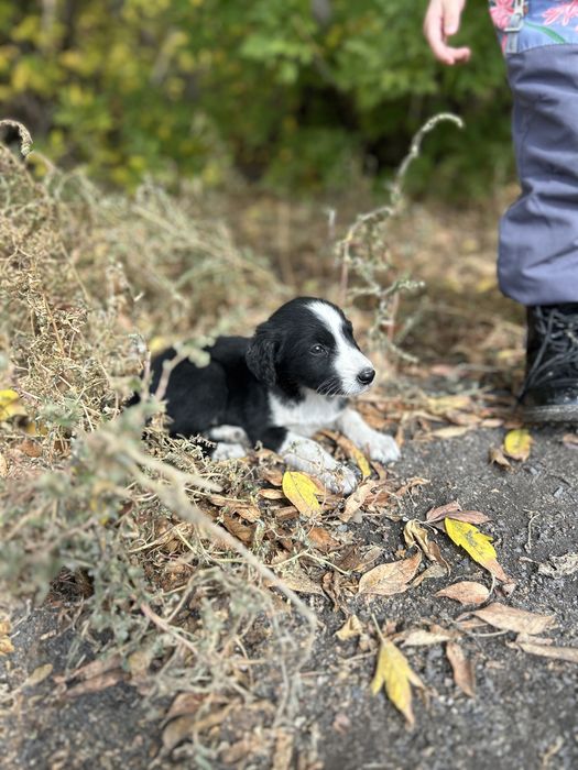 Щенкам нужен дом