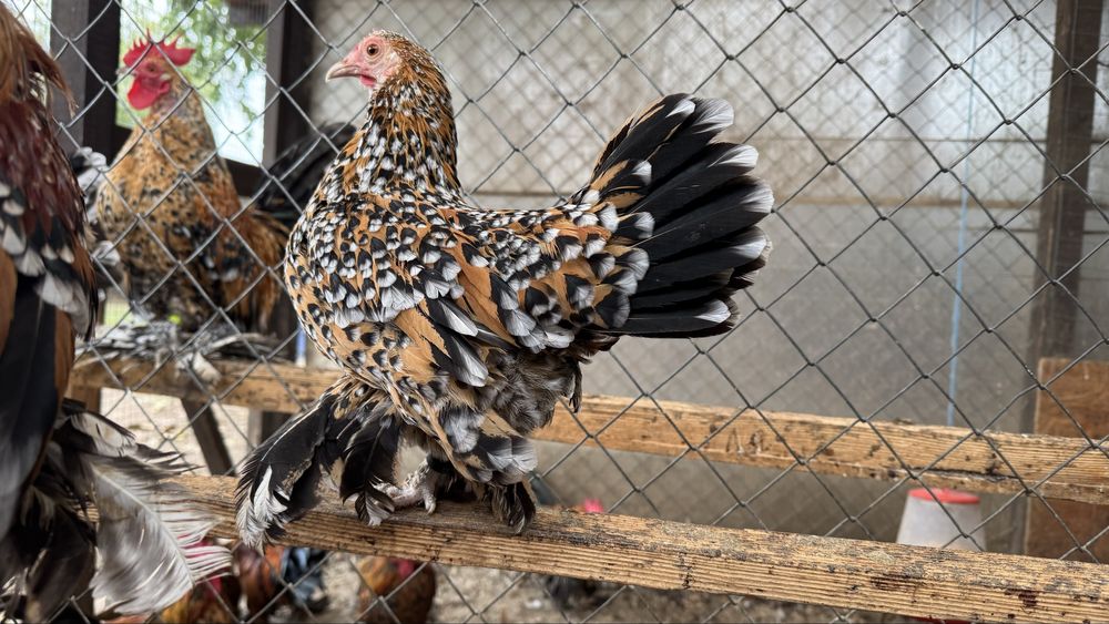 Mii de flori auriu portelan pe rosu