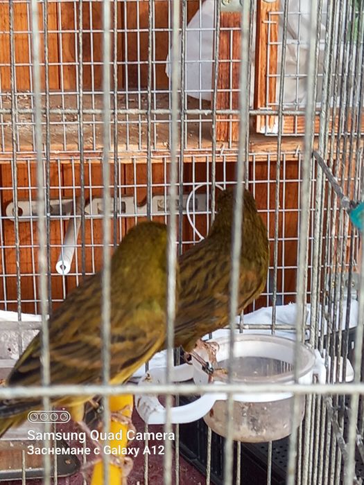 Канарчета ,млади женски птици!