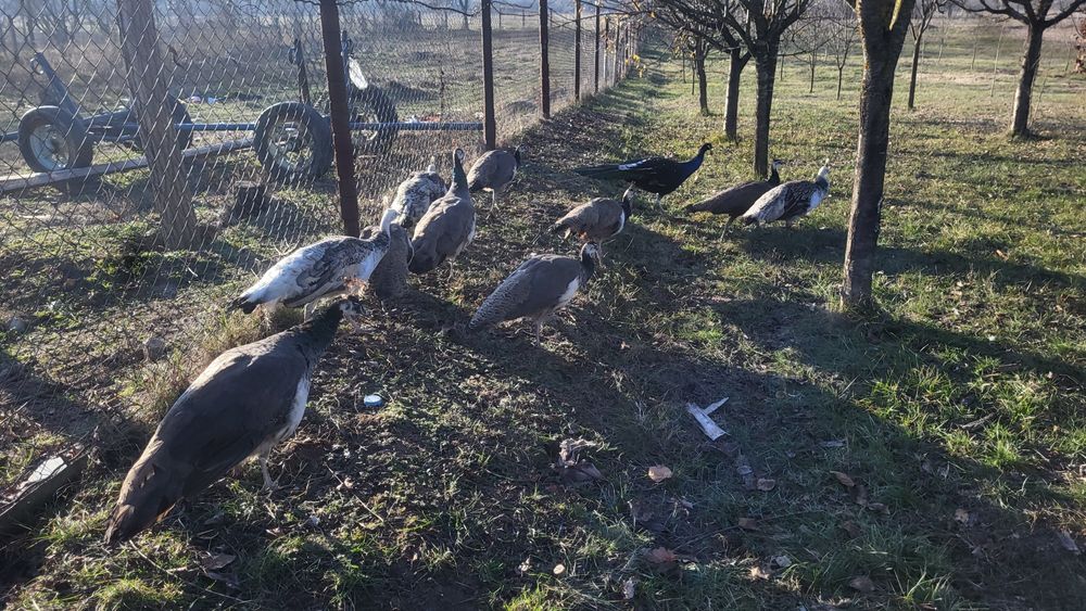 Pauni standard si umar negru