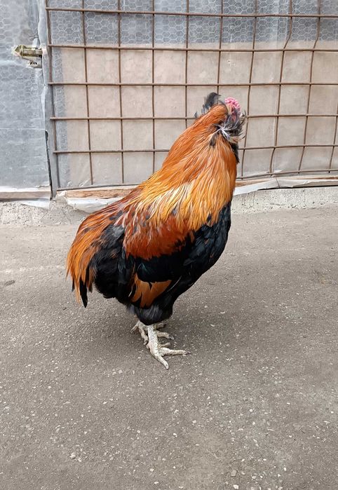 cocos araucana  gat auriu