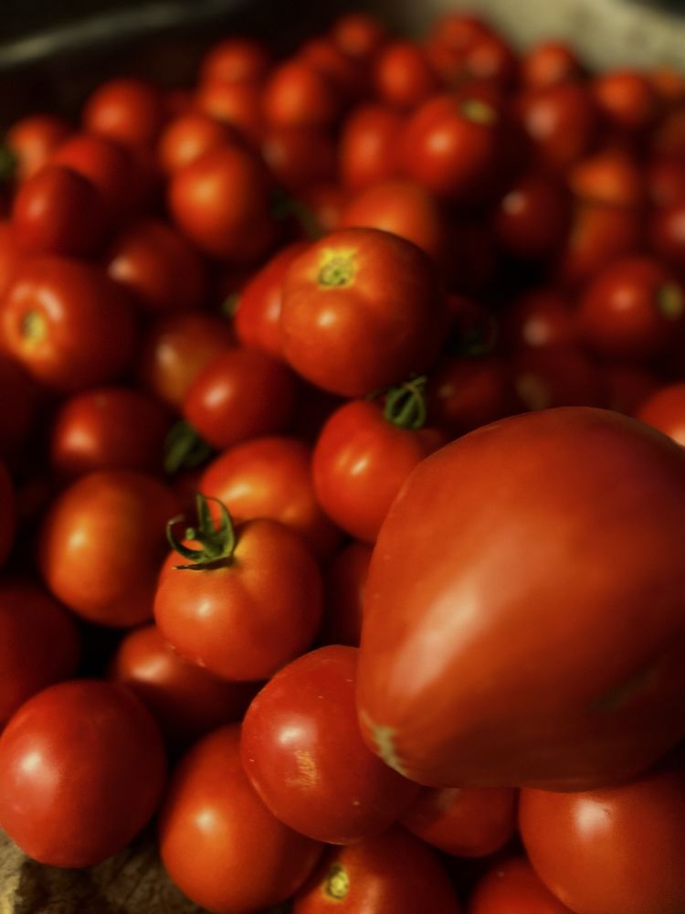 Vând  Roșii Bio - roșii mari și roșii cherry