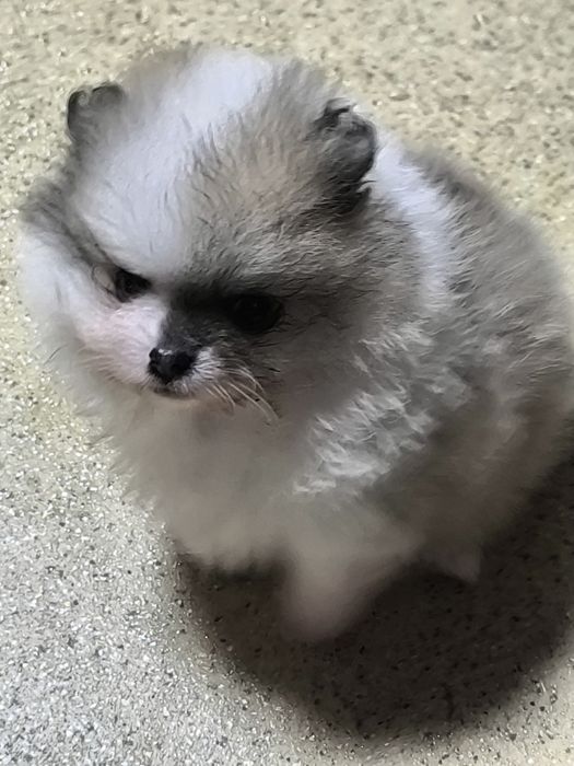 Померан мини момиче