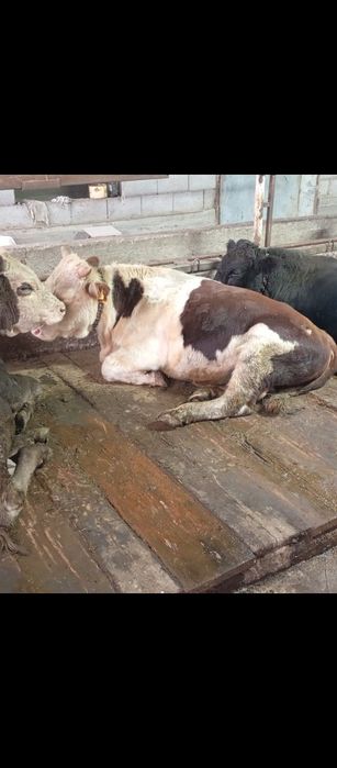 Бык   полтарашка.