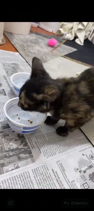 Кошечка  3 месяца в заботливые добрые руки подарю