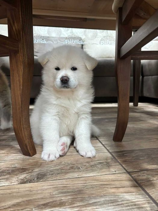 Кученце  Акита Ину