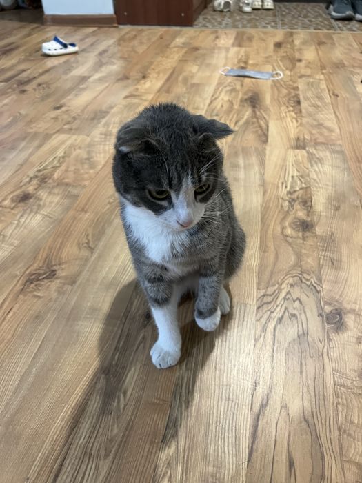 Отдам кота кошку котёнка
