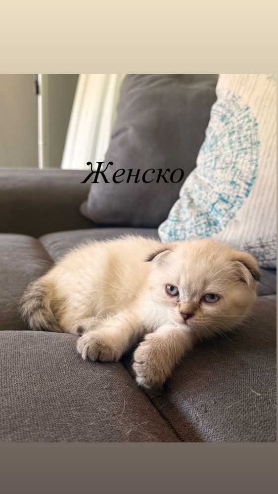 Британски котета-смеска