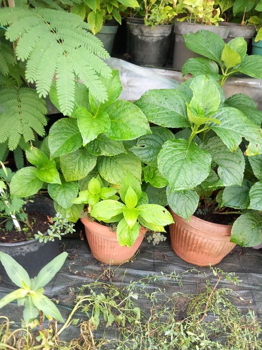 Vând puieți de smochini la ghiveci altoiti și hortensi la ghiveci