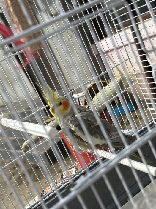 Vând nimfă, cu tot cu colivie