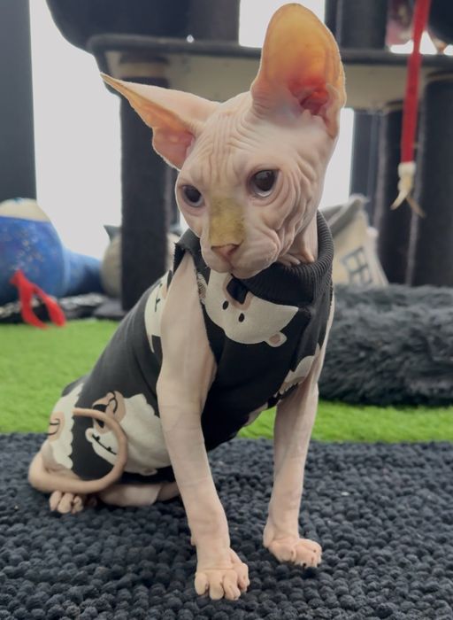Pui Sphynx Canadian