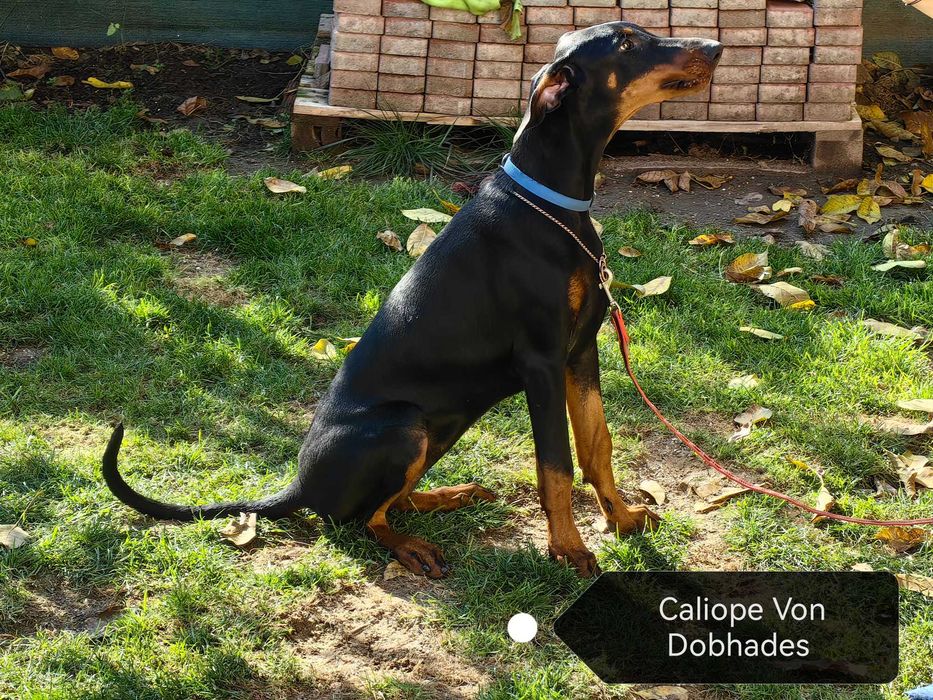 Cățeii Doberman cu pedigree tip A - FCI