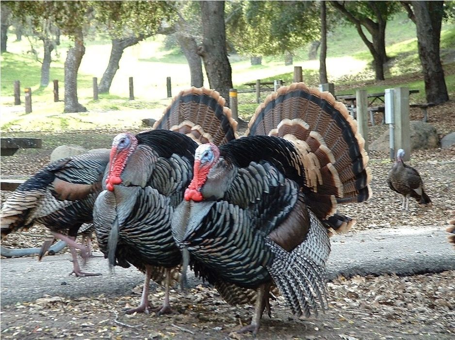 Vand Curcani Bio 100% crescuti doar cu cereale