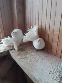 Vând Porumbei Voltați de culoare albă