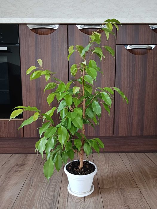 Бенджамин в бяла саксия - стайно растениe