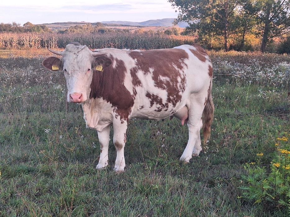 Vand doua jurinci varsta doi ani prima fatare