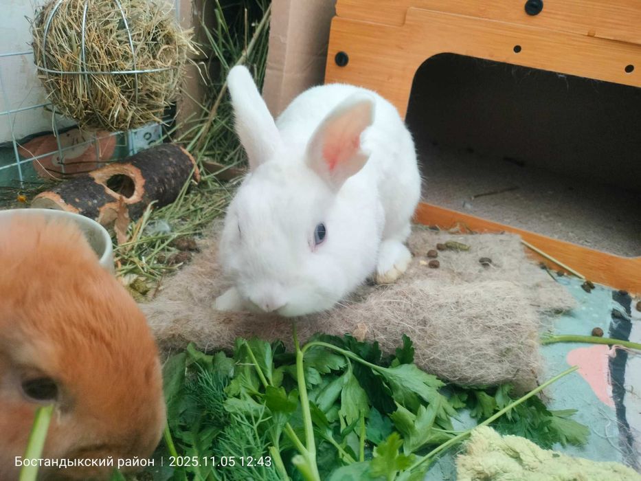Отдам декоративного кролика