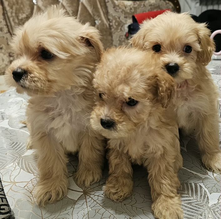 Продам очаровашек мальтипу