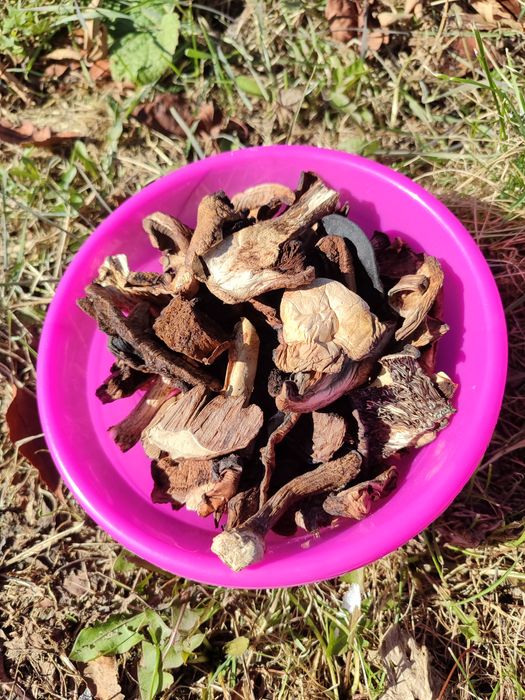 Грибы сушеные продам